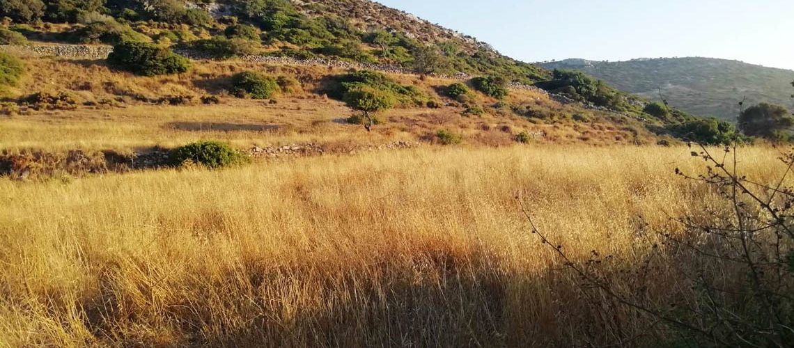 Πωλούνται δύο γειτονικά οικόπεδα έτοιμα για δόμηση Αλώνι, Αγαθονήσι Two adjacent plots of land ready for construction are for sale in Aloni, Agathonisi εικόνα ακινήτου