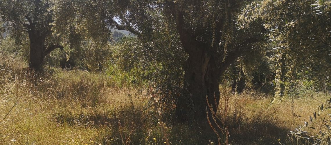 εικόνα ακινήτου