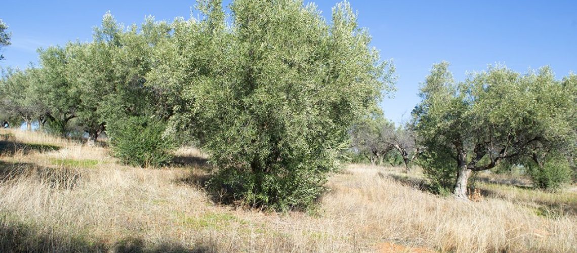 εικόνα ακινήτου